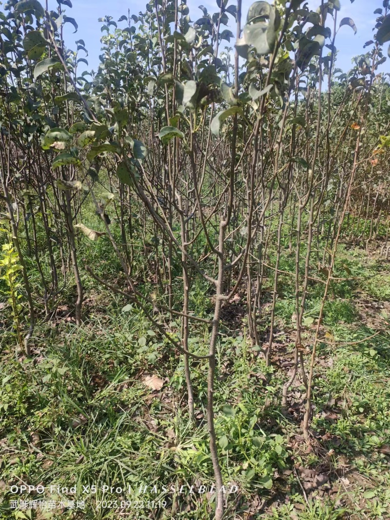 梨树苗大量现货产地直发保质保量供应全国市场批发商
