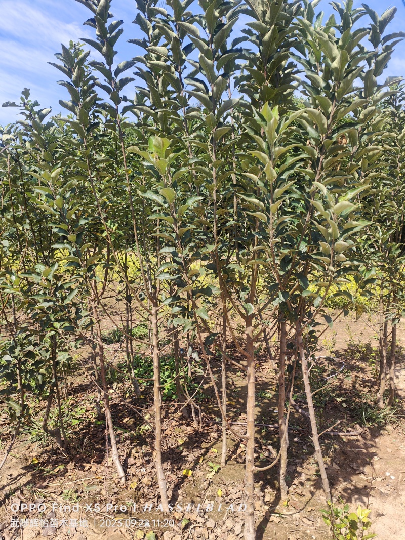 精选苹果苗大量现货产地直发保质保量欢迎致电