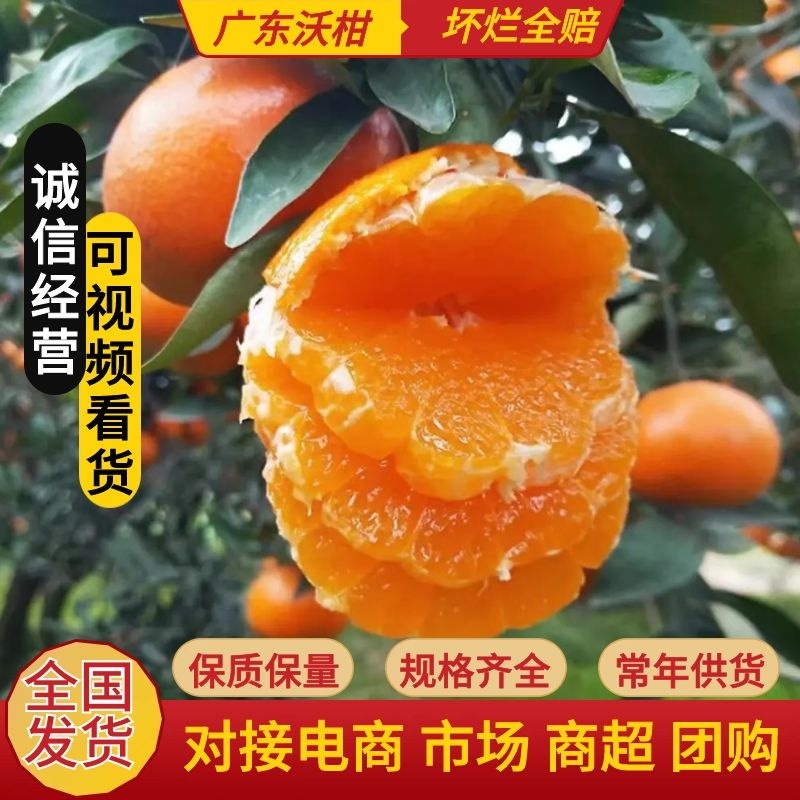 沃柑/鲜甜多汁，皮薄肉多/对接市场，商超，电商各大平台
