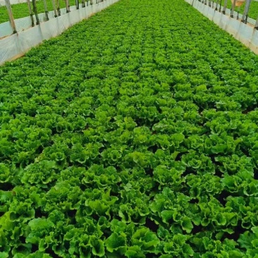 生菜苗生长周期商品性好耐运输市场表现好