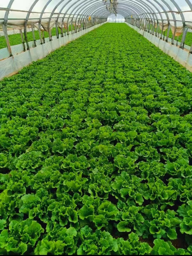 生菜苗生长周期商品性好耐运输市场表现好