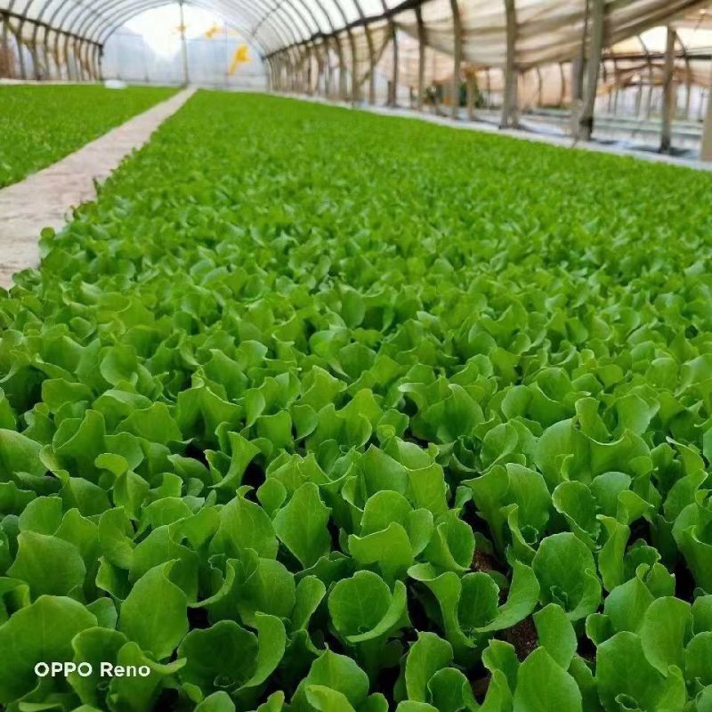 生菜苗生长周期商品性好耐运输市场表现好
