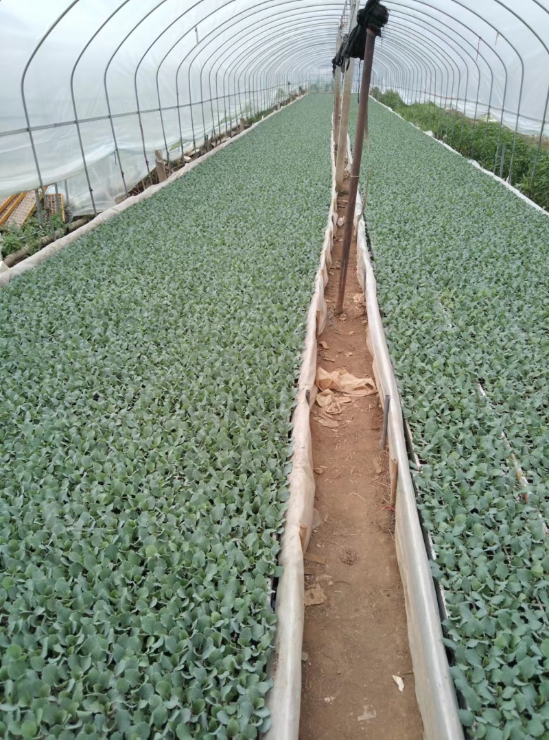 牛心甘蓝尖蜡粉少产量高市场表现好
