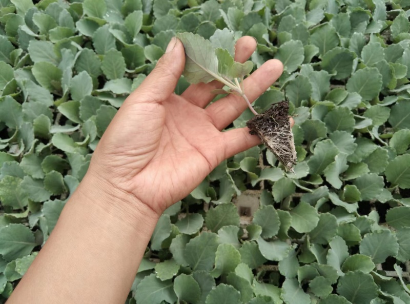 牛心甘蓝尖蜡粉少产量高市场表现好