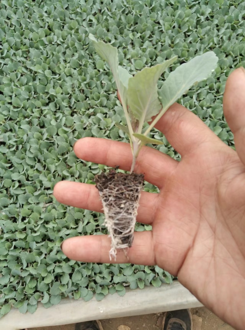 牛心甘蓝尖蜡粉少产量高市场表现好