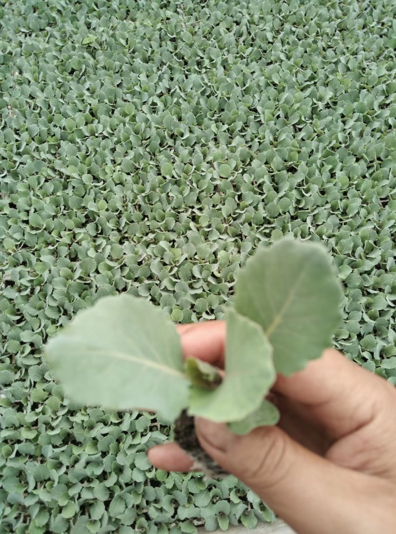 牛心甘蓝尖蜡粉少产量高市场表现好