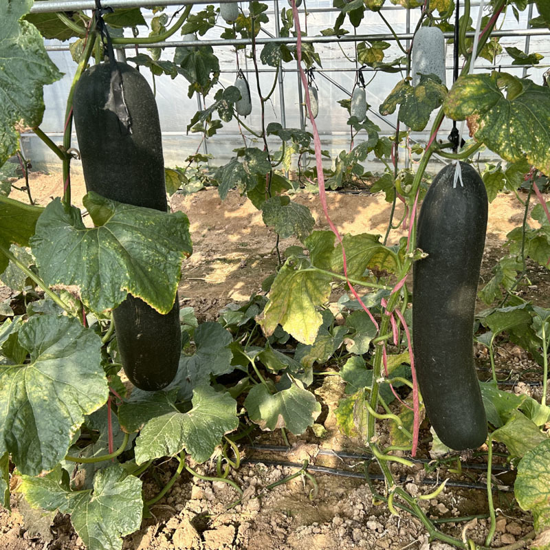 铁心冬瓜种子黑刚柱9肉厚腔小杂交肉质致密清甜卖相好