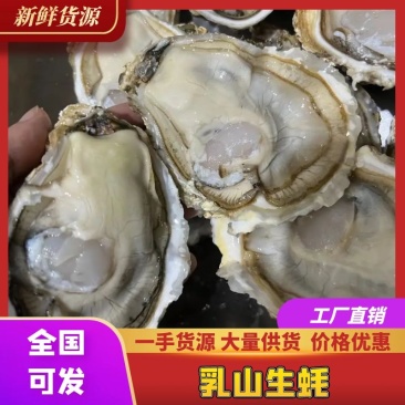 乳山三倍体生蚝福建生蚝肥度很好鲜嫩产地直供规格齐全