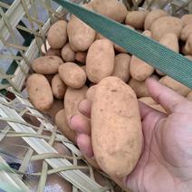 【新鲜】荷兰15土豆大量现货供应现挖现发量大价优