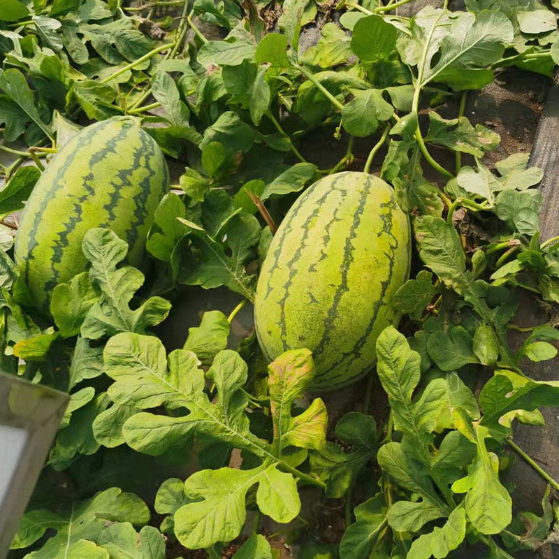 抗重茬丰收三号西瓜种子高产抗病椭圆形大果西瓜种籽