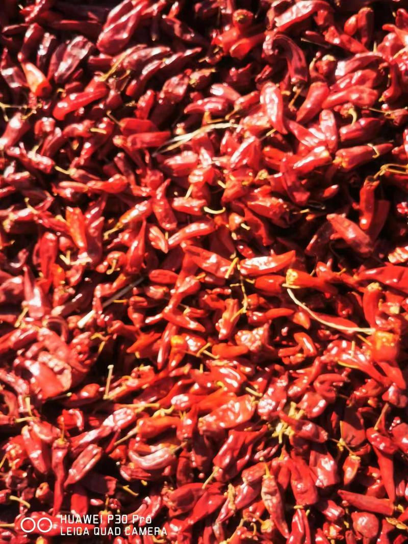 北京红干辣椒产地货源可视频看货量大从优一手货源来电洽谈