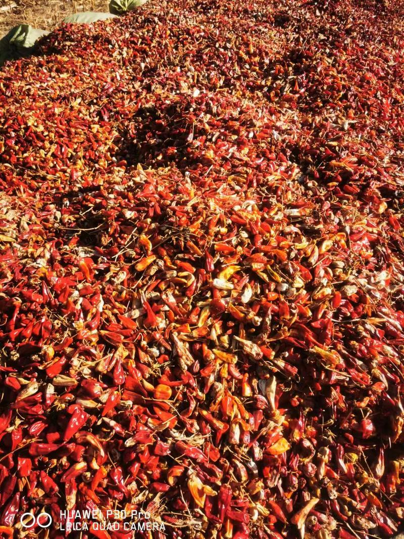 北京红干辣椒产地货源可视频看货量大从优一手货源来电洽谈