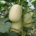 山科蜜四号甜瓜种子大果早熟薄皮香瓜种子500粒白肉圆柱形
