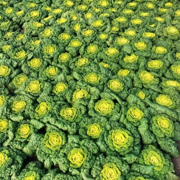 安徽怀远县乌塌菜！精品黄心菜大量上市！质量好！品质优！