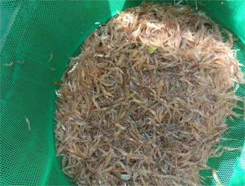 鲜活河虾，品质保证，对接全国各大市场，欢迎来电咨询采购