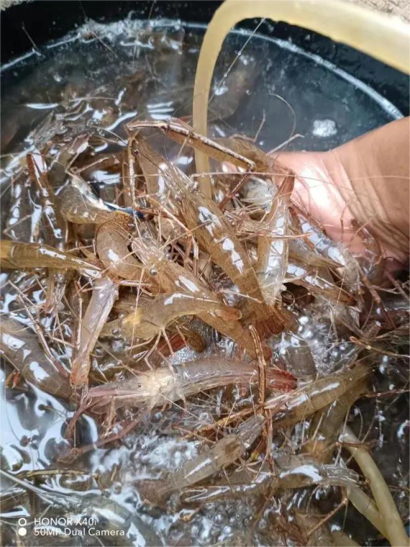 鲜活河虾，品质保证，对接全国各大市场，欢迎来电咨询采购