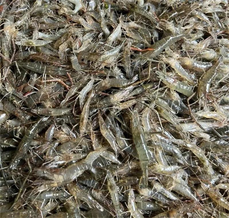 鲜活河虾，品质保证，对接全国各大市场，欢迎来电咨询采购