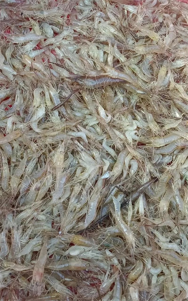鲜活河虾，品质保证，对接全国各大市场，欢迎来电咨询采购
