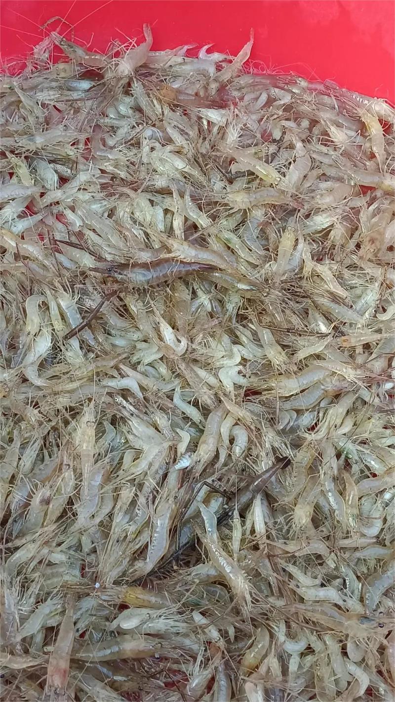 鲜活河虾，品质保证，对接全国各大市场，欢迎来电咨询采购