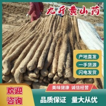 精品九斤黄山药产地发货量大从优周口九斤黄当天走货