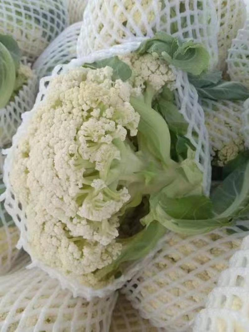 有机菜花河南开封通许万亩蔬菜基地欢迎各位老板前来选购