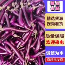 【茄子】广东省徐闻精品长茄精选无籽紫红长茄肉质细