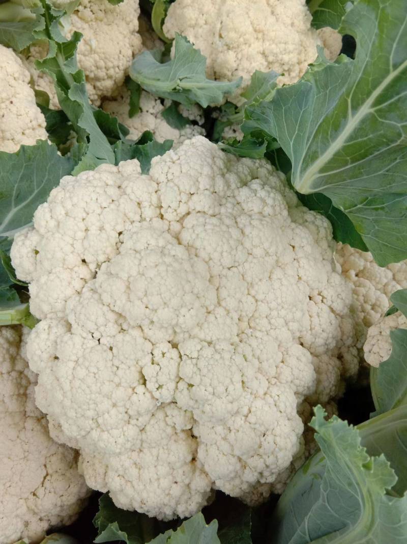 有机菜花河南开封通许万亩蔬菜基地欢迎各位老板前来选购