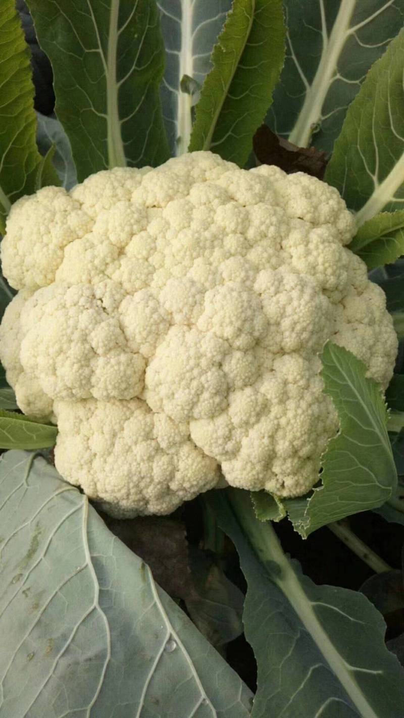 有机菜花河南开封通许万亩蔬菜基地欢迎各位老板前来选购