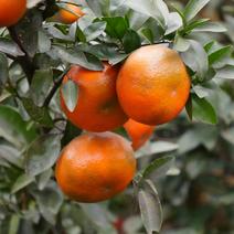 【推荐】重庆默科特柑橘三月红柑橘产地直发品质保证欢迎订购