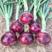 紫红洋葱种子半高桩紫红色大果红宝大洋葱蔬菜种籽辛辣味浓