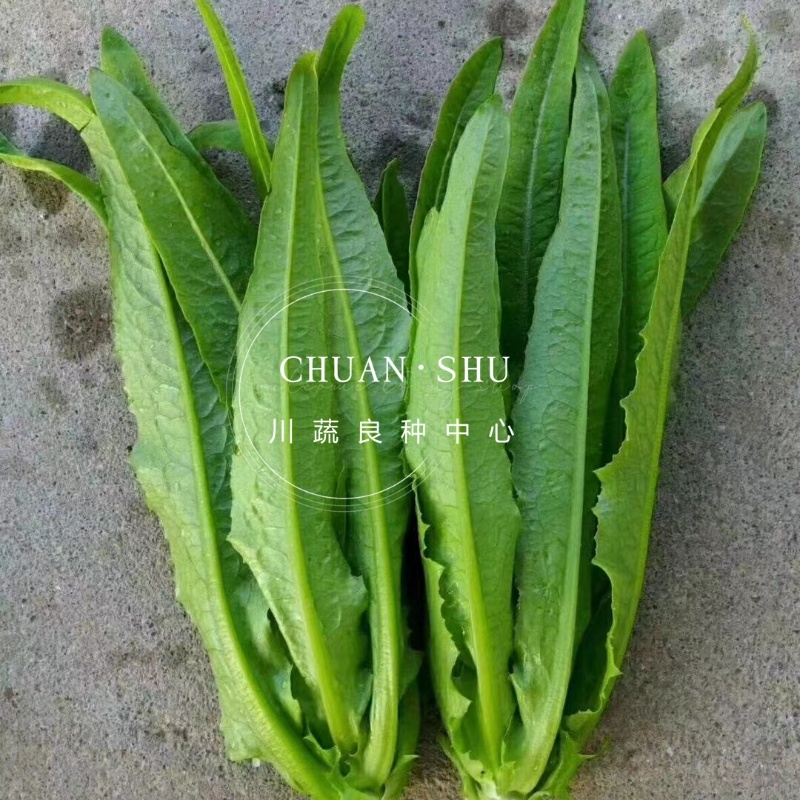 【精选好货】油麦菜种子四季播绿油麦菜种籽口感柔嫩清香包邮