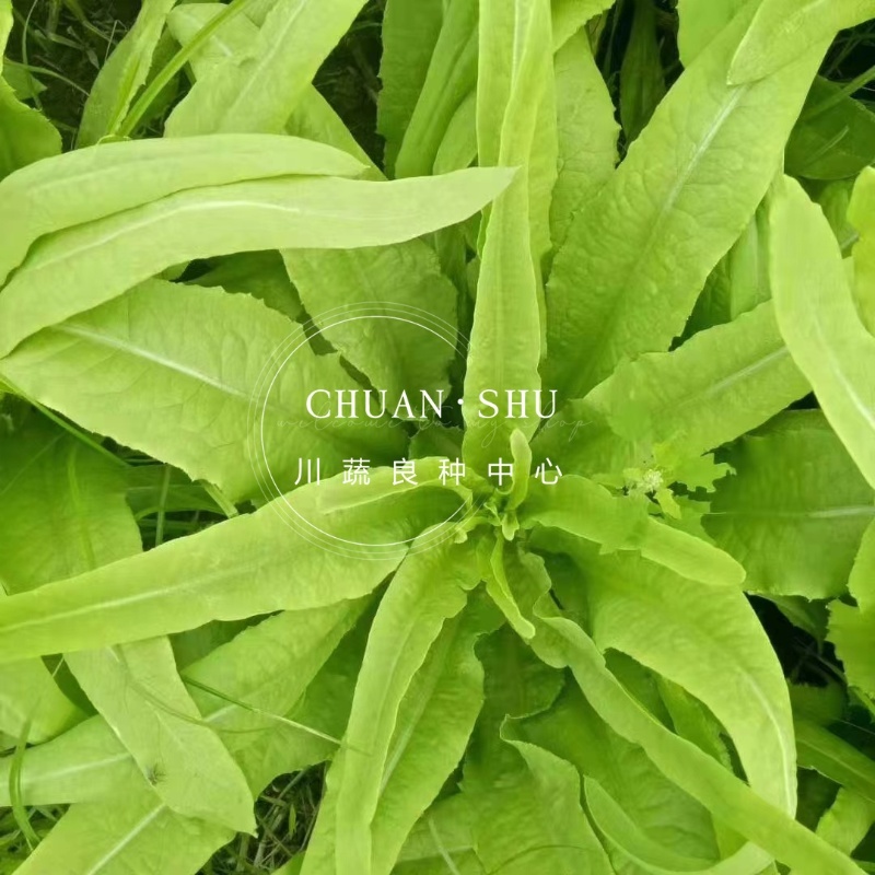 【精选好货】油麦菜种子四季播绿油麦菜种籽口感柔嫩清香包邮