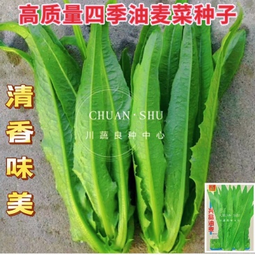 【精选好货】油麦菜种子四季播绿油麦菜种籽口感柔嫩清香包邮