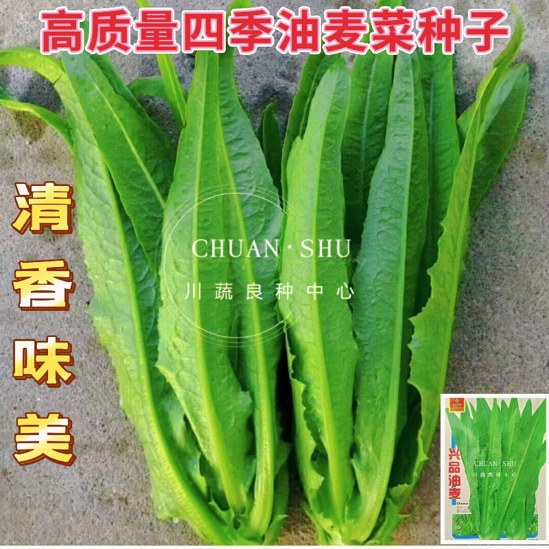 【精选好货】油麦菜种子四季播绿油麦菜种籽口感柔嫩清香包邮