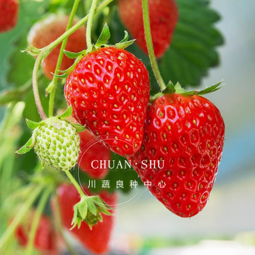 四季奶油草莓种子鲜美红嫩果肉多汁红草莓种子白色奶油草莓籽