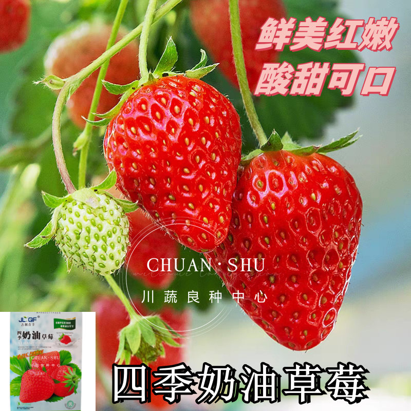 四季奶油草莓种子鲜美红嫩果肉多汁红草莓种子白色奶油草莓籽