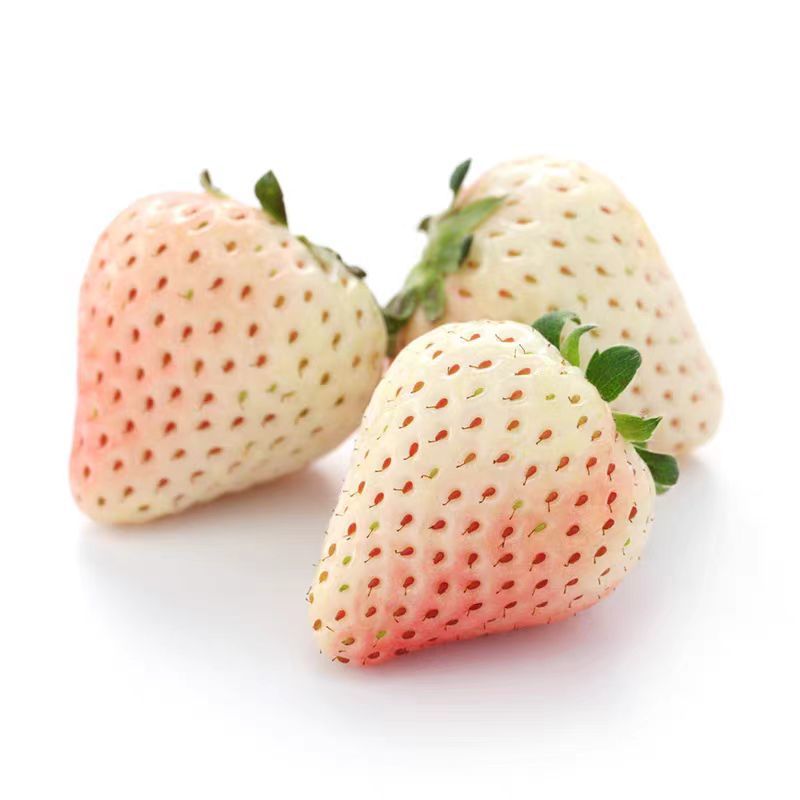 四季奶油草莓种子鲜美红嫩果肉多汁红草莓种子白色奶油草莓籽