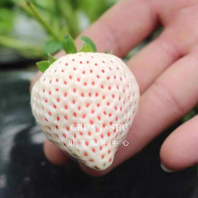 四季奶油草莓种子鲜美红嫩果肉多汁红草莓种子白色奶油草莓籽