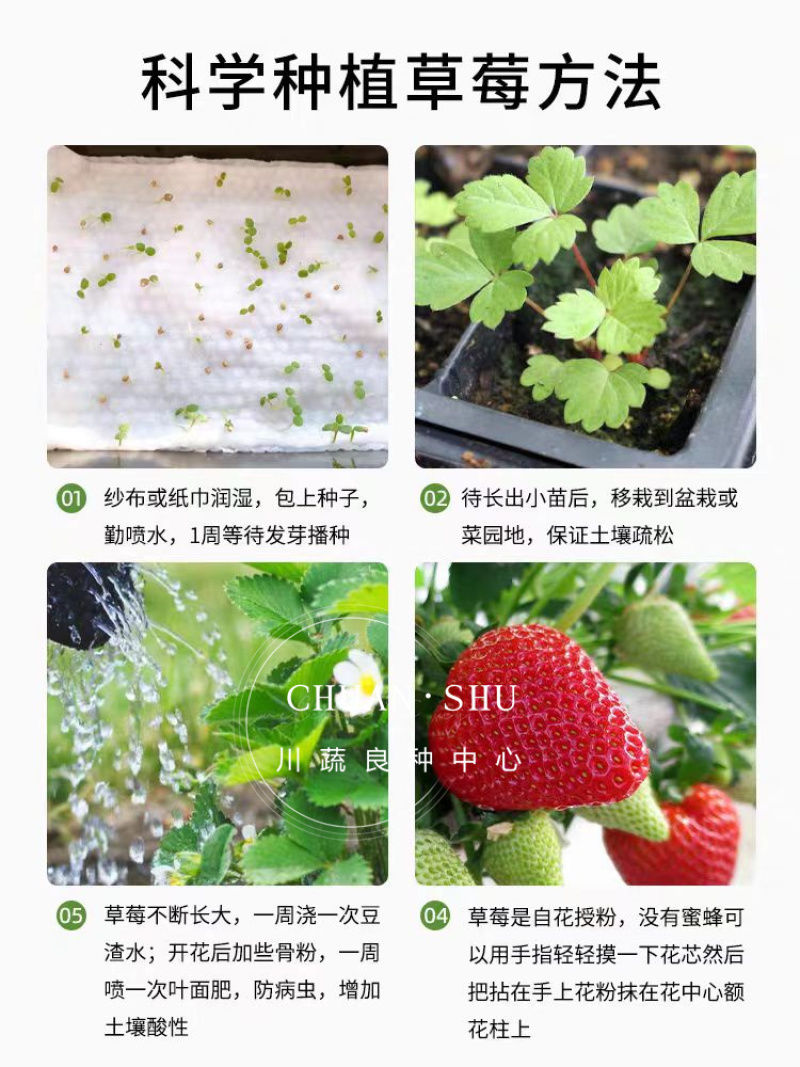 四季奶油草莓种子鲜美红嫩果肉多汁红草莓种子白色奶油草莓籽
