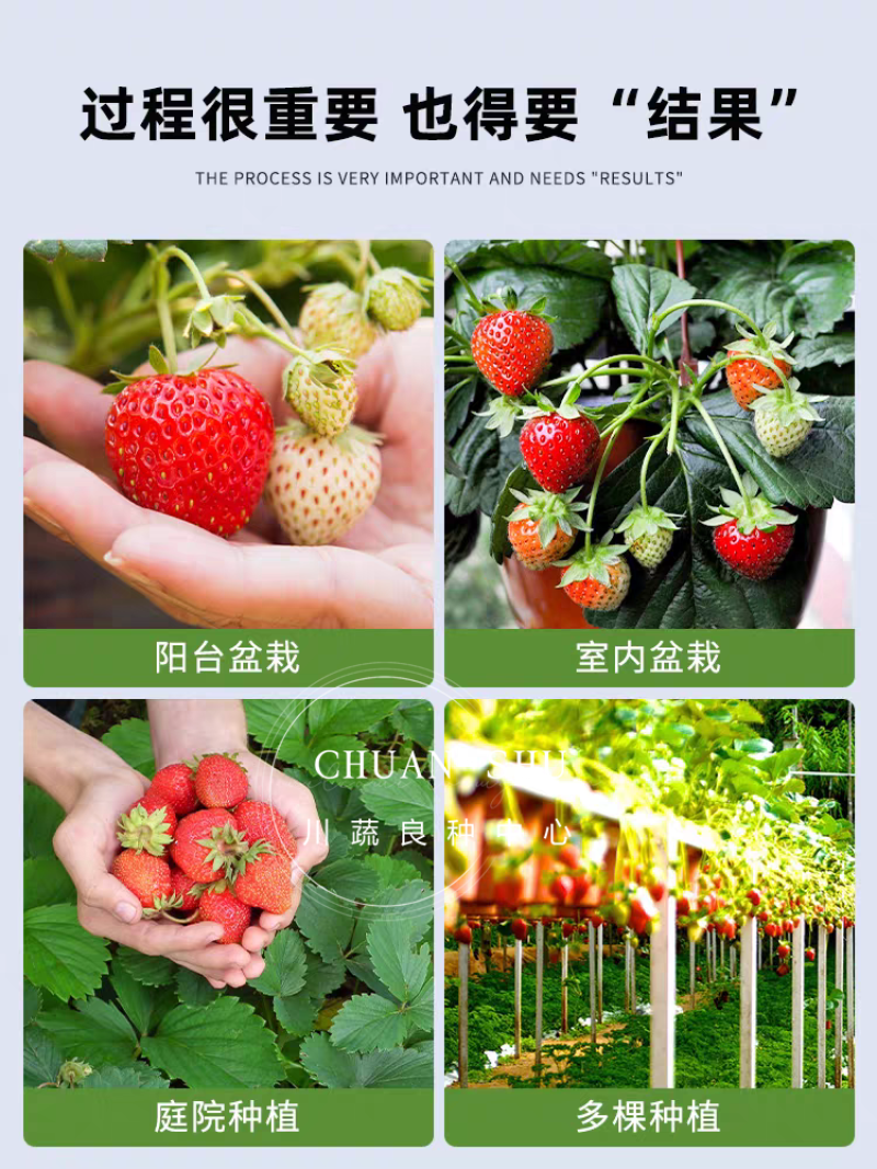 四季奶油草莓种子鲜美红嫩果肉多汁红草莓种子白色奶油草莓籽