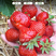 四季奶油草莓种子鲜美红嫩果肉多汁红草莓种子白色奶油草莓籽