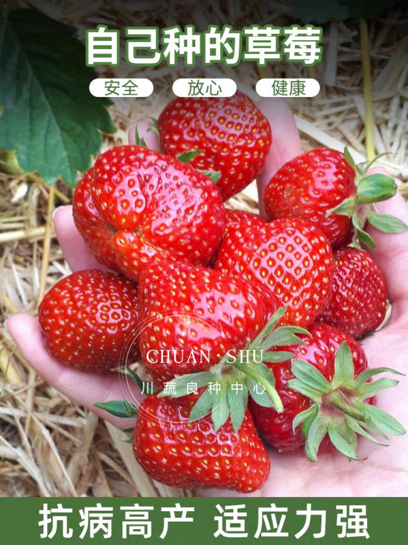 四季奶油草莓种子鲜美红嫩果肉多汁红草莓种子白色奶油草莓籽