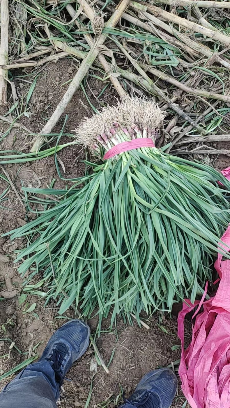 【热卖中】江苏红根蒜苗产地一手货源可视频看货可接商超
