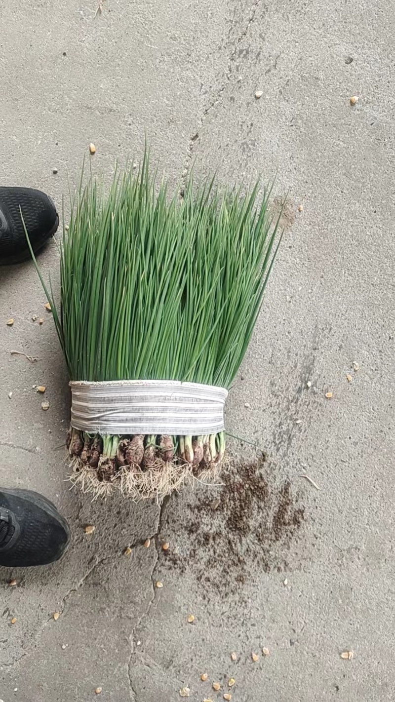 【热卖中】江苏红根蒜苗产地一手货源可视频看货可接商超