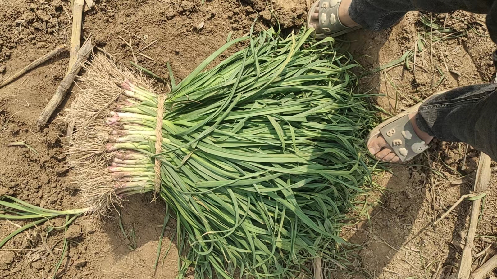 两张并列图片,左侧为水仙花植株,展示其白色花瓣与黄色副花冠,叶片细长扁平;右侧为新鲜蒜苗,根部带泥,茎叶翠绿,顶部有轻微弯曲,整体呈现食用蔬菜状态 水仙与蒜苗对比图