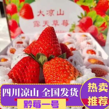 大凉山露天阳光草莓黔莓一号对接市场电商保质保量电联