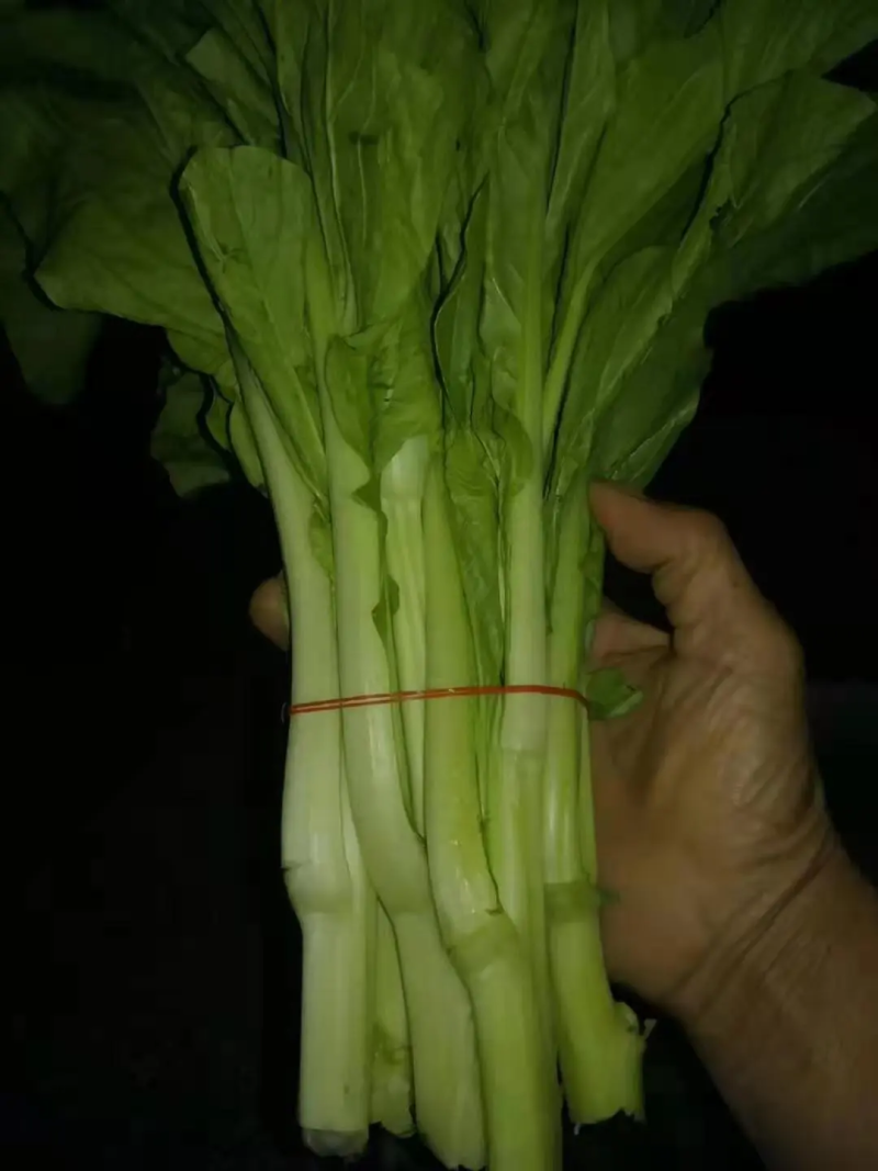 湖北白菜苔江夏基地大量有货欢迎全国客商订购！