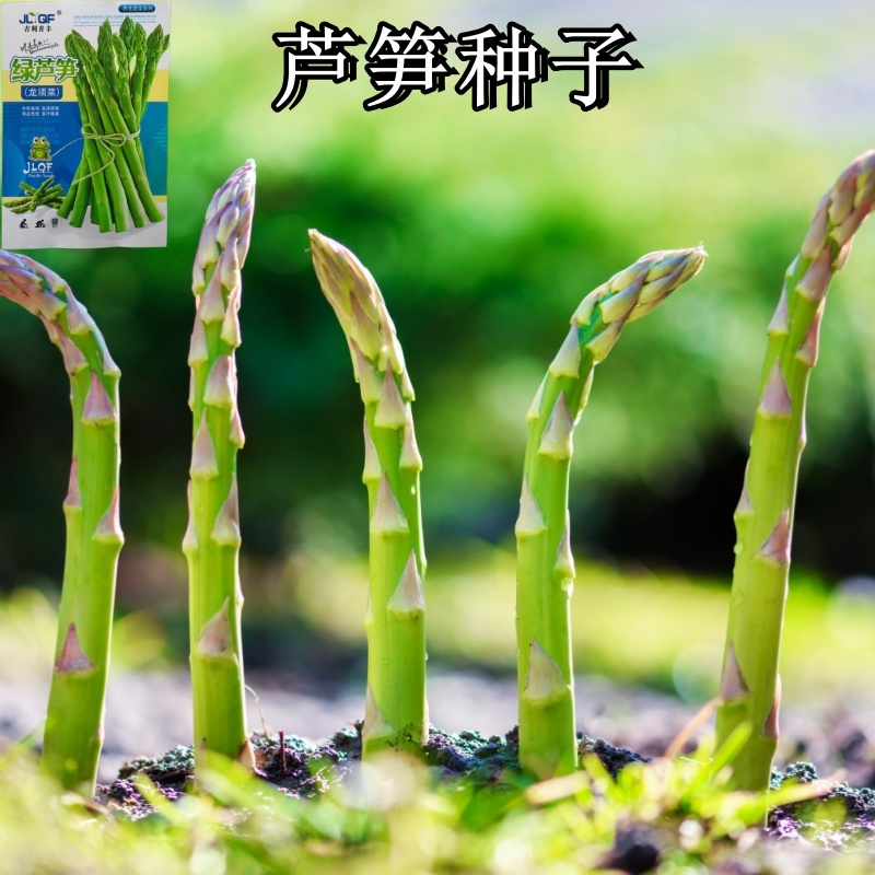 【养生芦笋种子】多年生芦笋种籽多汁味美外形美观