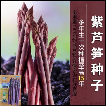 【养生芦笋种子】多年生芦笋种籽多汁味美外形美观