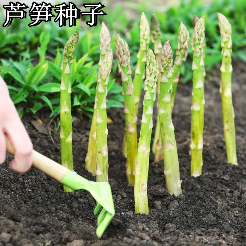 【养生芦笋种子】多年生芦笋种籽多汁味美外形美观